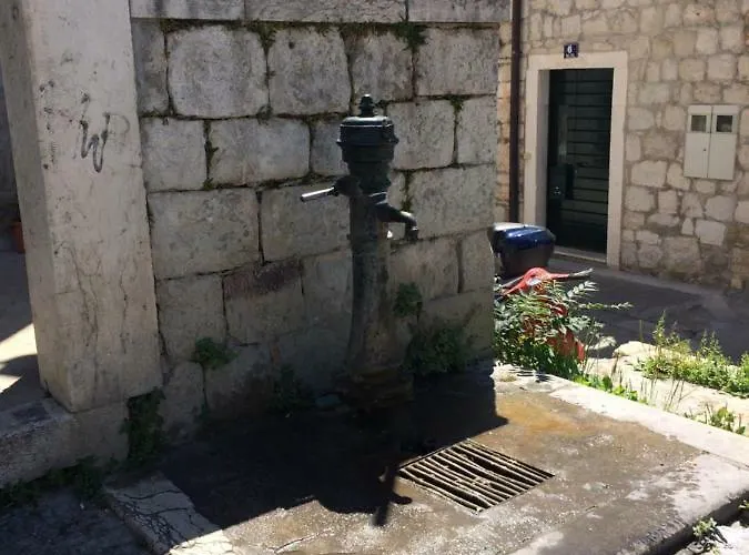 Morus Alba * Split