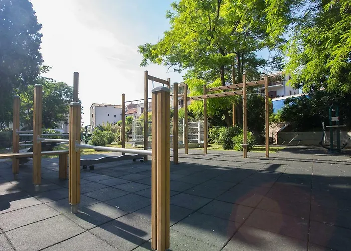 Morus Alba * Сплит